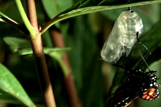 Big Bugs 3D - Szenenbild 2