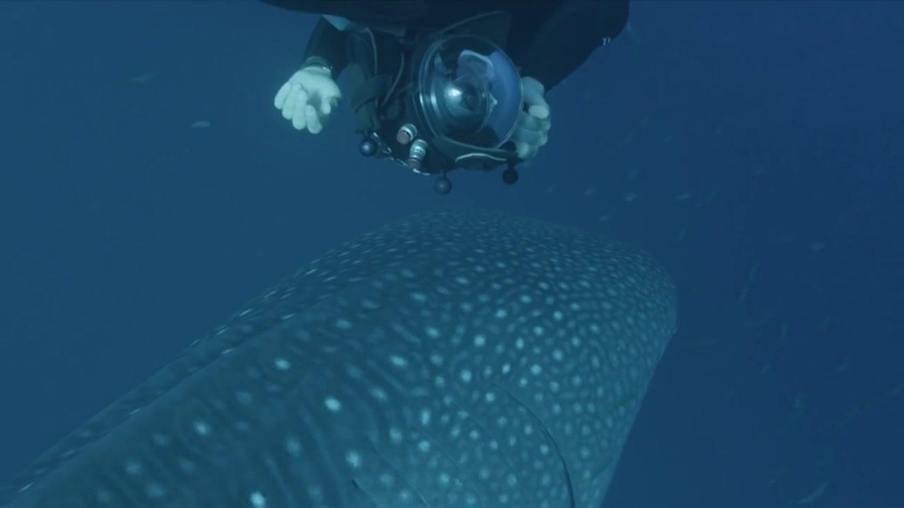 Under the Sea - Trailer - Deutsch - HD