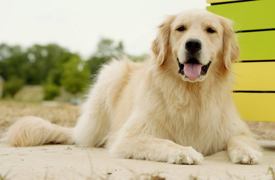 Shadow Ein Hund zum Verlieben DVD oder Bluray leihen VIDEOBUSTER.de