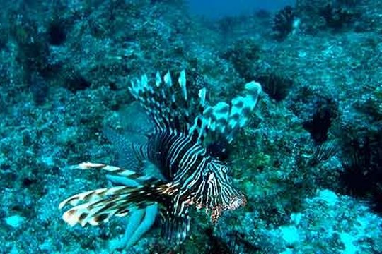 Dive 3D - Magische Unterwasserwelten - Szenenbild 1