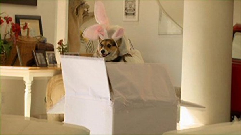 Ein Hund zu Ostern DVD oder Bluray leihen VIDEOBUSTER.de