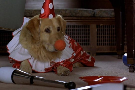 Air Bud - Champion auf vier Pfoten - Szenenbild 1