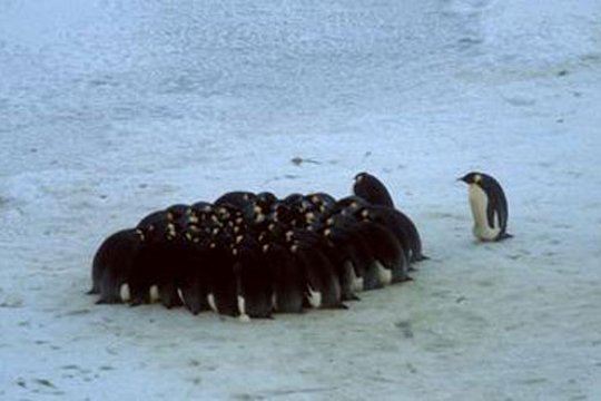 Die verrückte Reise der Pinguine - Szenenbild 3