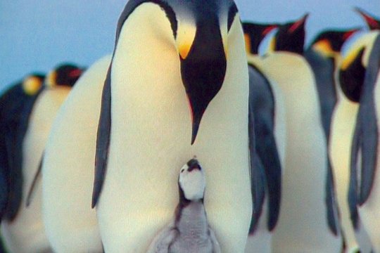 Pinguine - Szenenbild 5