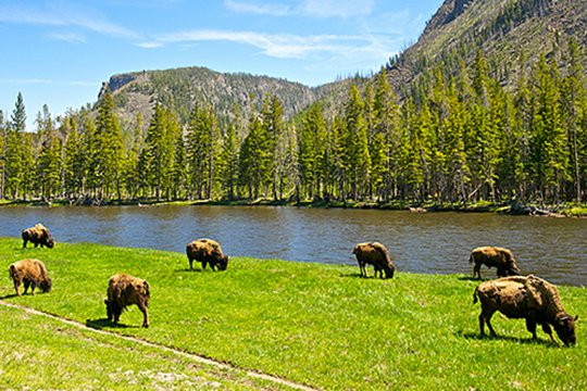 Yellowstone - Amerikas größtes Naturwunder - Szenenbild 3