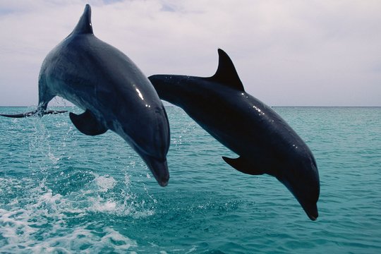 Die Delfinschule - Szenenbild 4