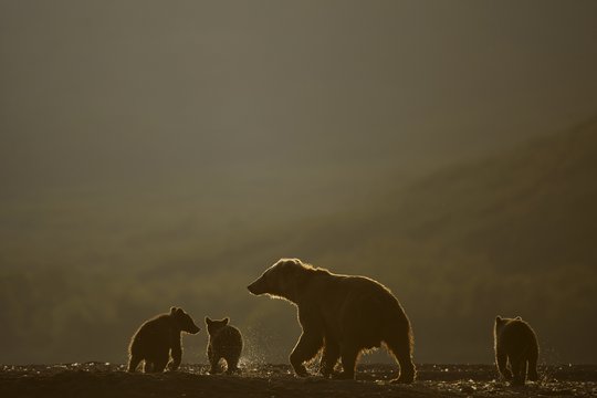 Im Land der Bären - Szenenbild 6