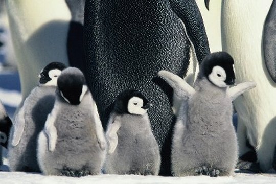 Die verrückte Reise der Pinguine - Szenenbild 2
