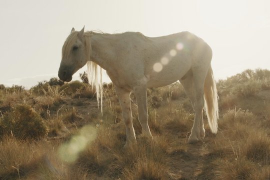 Free Spirit - Mustangs in Gefahr - Szenenbild 4