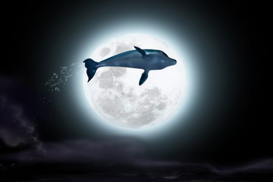 Der Delfin - Szenenbild 1