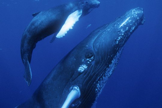 Delfine und Wale 3D - Szenenbild 6