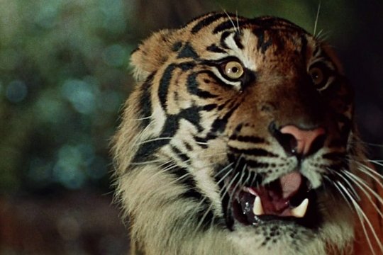 Der Tiger von Eschnapur - Szenenbild 7