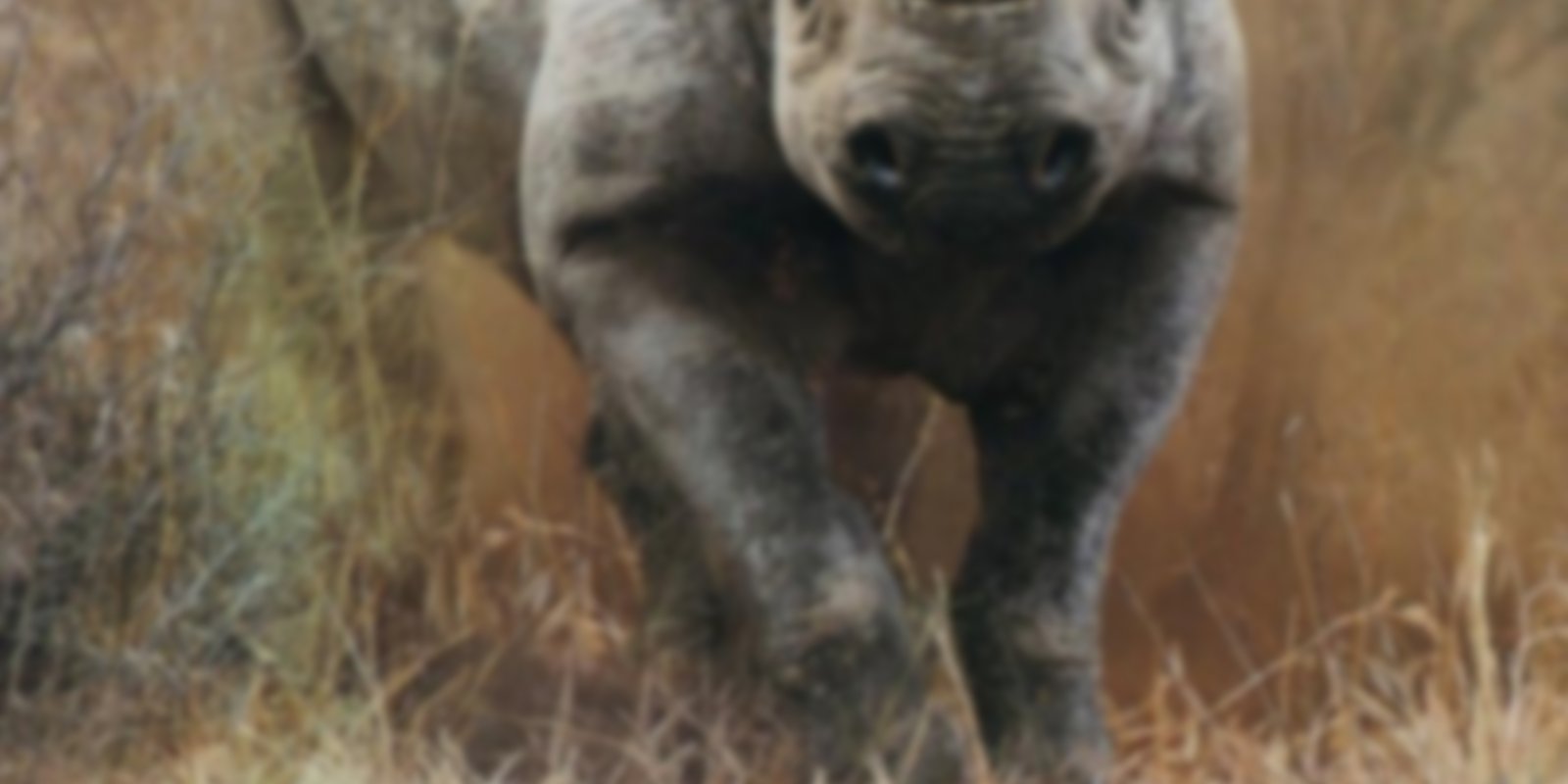 Safari - Vom Aussterben bedrohte Arten