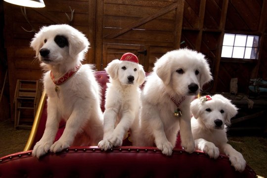 Santa Pfote 2 - Die Weihnachts-Welpen - Szenenbild 2