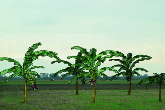 Von Bananenbäumen träumen - Szenenbild 15