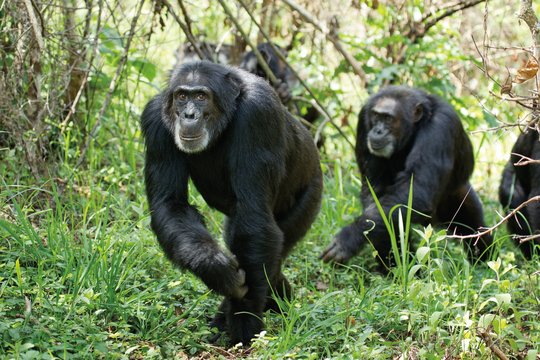 Schimpansen - Szenenbild 3