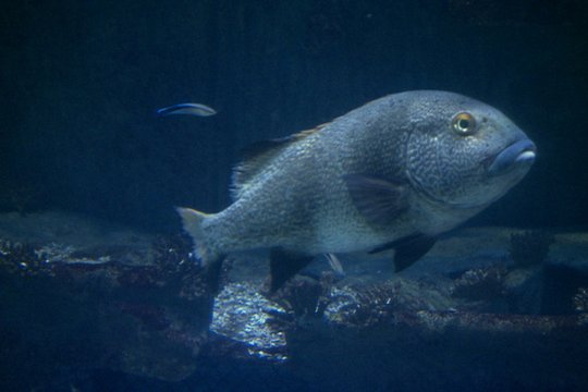 Hai-Aquarium - Szenenbild 2