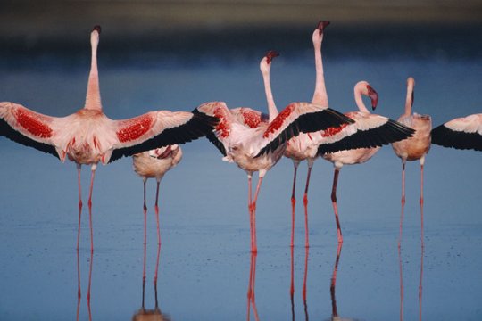 Das Geheimnis der Flamingos - Szenenbild 5