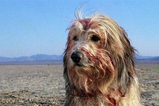 Der Junge und sein Hund - Apocalypse 2024 - Szenenbild 3