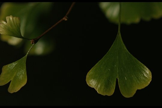 Silent Friend - Szenenbild 5