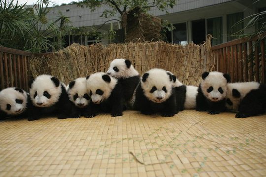 Der kleine Panda - Szenenbild 9