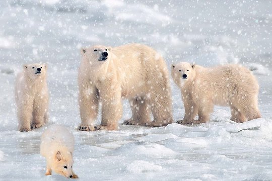 Das große Eisbär Abenteuer - Szenenbild 1