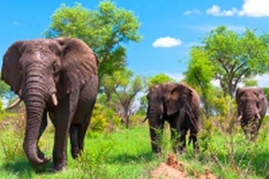 Wildes Afrika 3D - Szenenbild 2