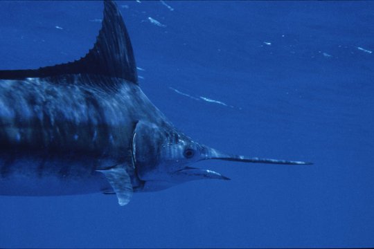 Superfish - Szenenbild 1