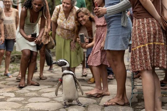 My Penguin Friend - Szenenbild 3
