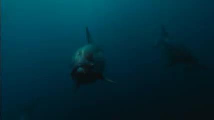 IMAX - Wild Ocean - Trailer - Englisch