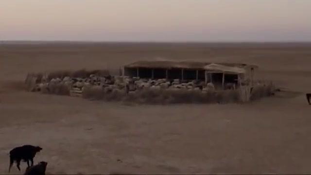 Wolf and Sheep - Trailer - Deutsch - SD