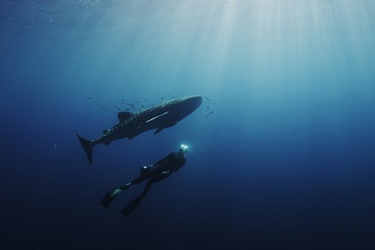 Under the Sea - Szenenbild 6
