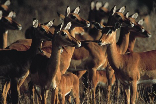 Wildes Afrika - Die komplette Serie - Szenenbild 3