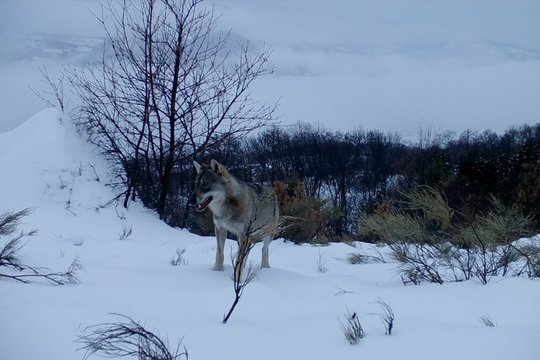 Wolf Walk - Szenenbild 3