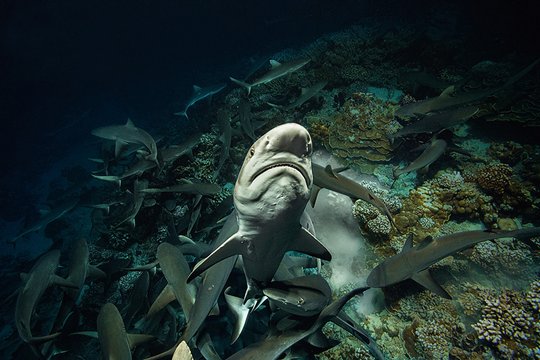 700 Haie in der Nacht - Szenenbild 2