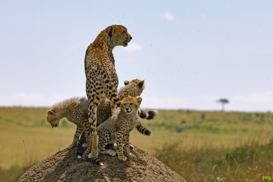 Serengeti - Szenenbild 5
