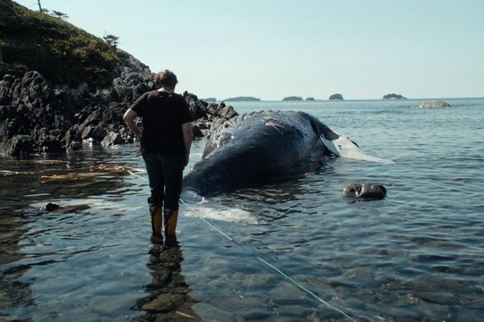 The Whale and the Raven - Szenenbild 6