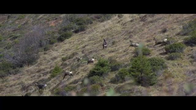 Wild - Jäger & Sammler - Trailer - Deutsch - SD