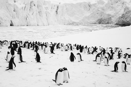 Rückkehr zum Land der Pinguine - Szenenbild 4