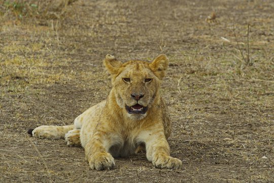 Serengeti - Ein faszinierendes Naturschauspiel - Szenenbild 3