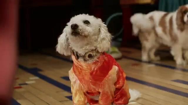 Doggie Boogie - Teaser - Englisch - SD