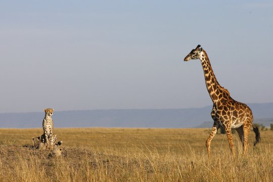 Serengeti - Szenenbild 9