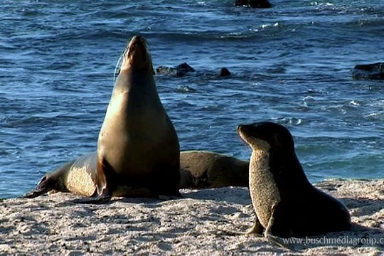 Die schönsten Naturreisen der Welt - Galapagos & Ecuador erleben - Szenenbild 4