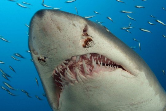 IMAX - Deep Sea - Szenenbild 3