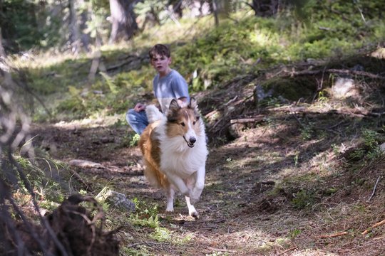 Lassie 2 - Ein neues Abenteuer - Szenenbild 18