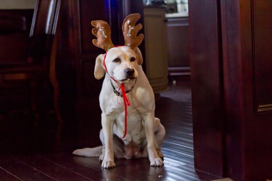 Ein Hund rettet den Weihnachtsurlaub - Szenenbild 5