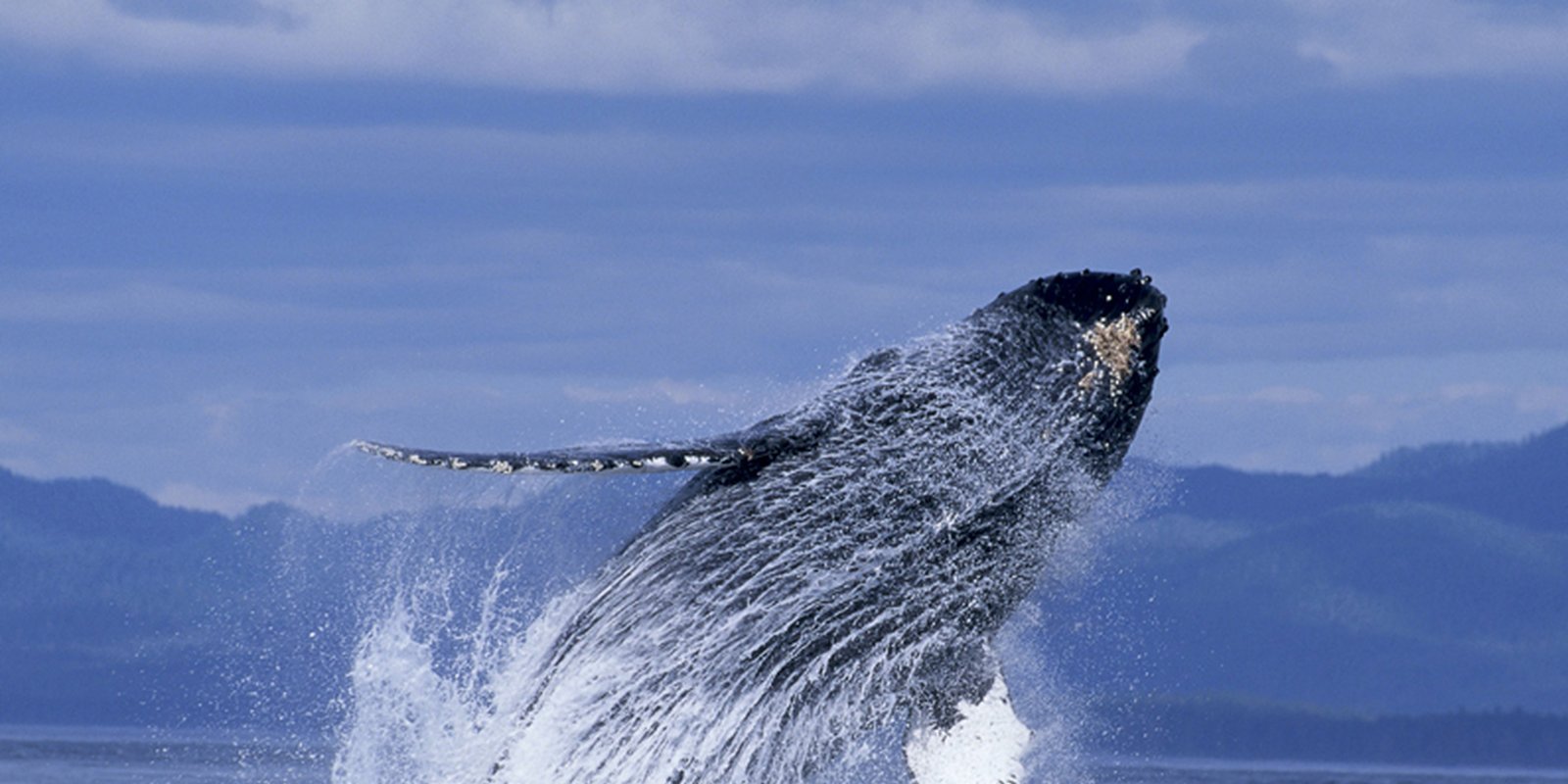 IMAX - Humpback Whales