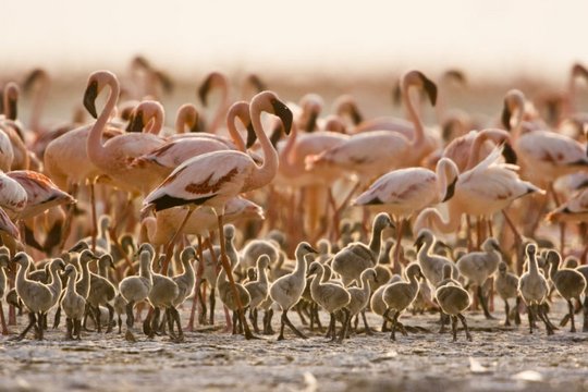 Das Geheimnis der Flamingos - Szenenbild 4