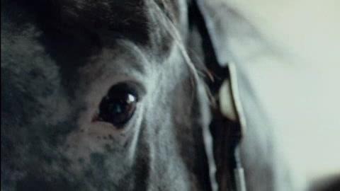 Zoo - Trailer - Englisch - SD