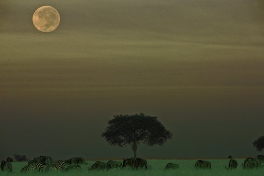 Serengeti - Szenenbild 13